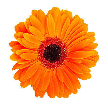 orange flower