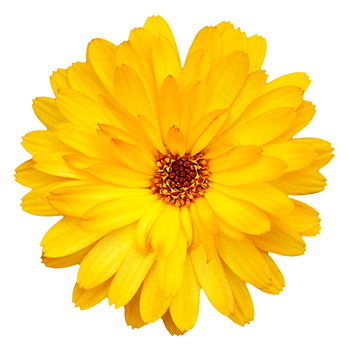 yellow flower