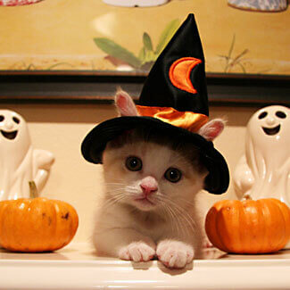 Cat in witch's hat.